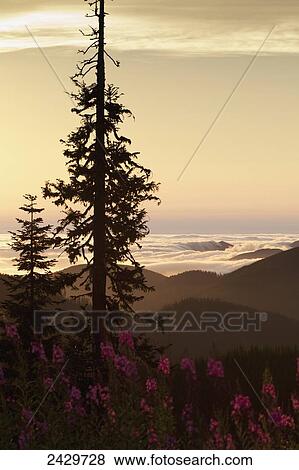 Stock Photo - Fog rolling into the Sol Duc Valley below Fireweed and Conifer; Washington, United States of America. Fotosearch