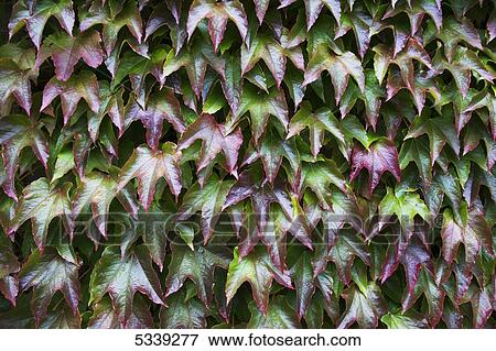 Stock Photo - Foliage with red and green leaves; Northumberland, England. Fotosearch
