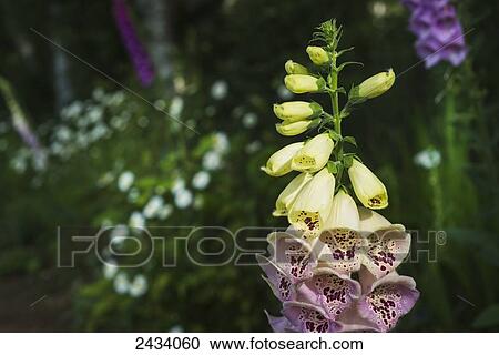 Stock Image - Foxglove blooms in a garden. Fotosearch