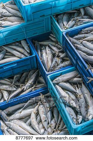 Stock Photo - Fresh caught fish in blue crates; Tarifa, Cadiz, Andalusia, Spain. Fotosearch