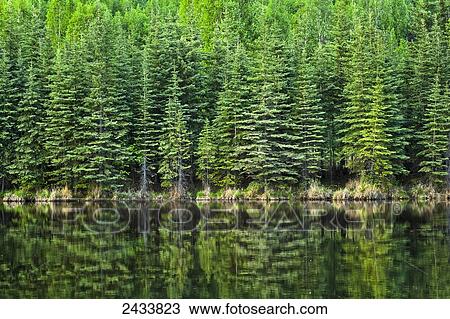 Stock Image - Fresh greens of boreal forest reflect on Beaver Pond, Chena River State Recreation Area; Fairbanks, Alaska, United States of America. Fotosearch