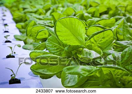 Fresh lettuce growing in Chena Green house, Chena Hot Springs Resort; Fairbanks, Alaska, United States of America View Large Photo Image Stock Photo - Fresh lettuce growing in Chena Green house, Chena Hot Springs Resort; Fairbanks, Alaska, United States of America. Fotosearch