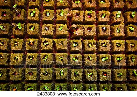 Stock Photo - Fresh lettuce growing in Chena Greenhouse, Chena Hot Springs Resort; Fairbanks, Alaska, United States of America. Fotosearch