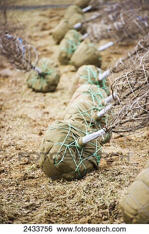 Freshly dug trees bagged and balled at a nursery; Street, Maryland, United States of America View Large Photo Image Stock Photograph - Freshly dug trees bagged and balled at a nursery; Street, Maryland, United States of America. Fotosearch