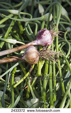 Stock Image - Freshly harvested garlic bulbs on top of garlic scapes; Toronto, Ontario, Canada. Fotosearch