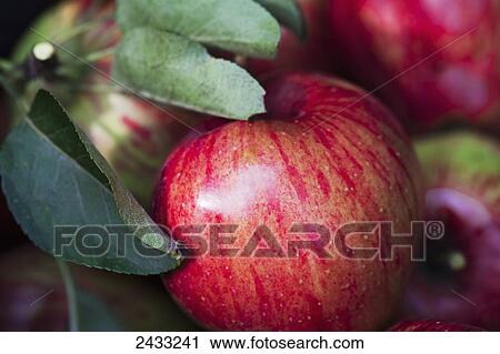 Stock Image - Freshly picked red and green streaked apples with leaves attached; Toronto, Ontario, Canada. Fotosearch