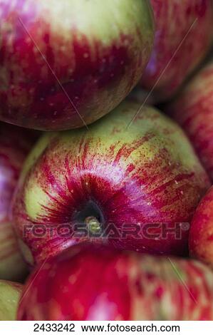 Stock Image - Freshly picked red and green streaked apples; Toronto, Ontario, Canada. Fotosearch