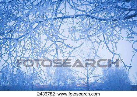 Stock Image - Frosted trees by the hot springs, Chena Hot Springs Resort; Fairbanks, Alaska, United States of America. Fotosearch