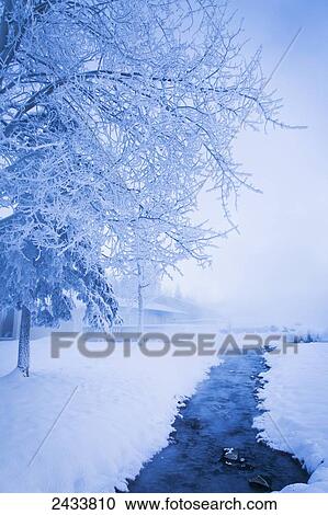 Frosted trees by the hot springs; Chena Hot Springs Resort; Fairbanks, Alaska, United States of America View Large Photo Image Stock Image - Frosted trees by the hot springs; Chena Hot Springs Resort; Fairbanks, Alaska, United States of America. Fotosearch