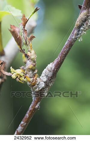 Stock Image - Galls caused by quince rust on a two year old reliable variety of Mayhaw; Mississippi, United States of America. Fotosearch