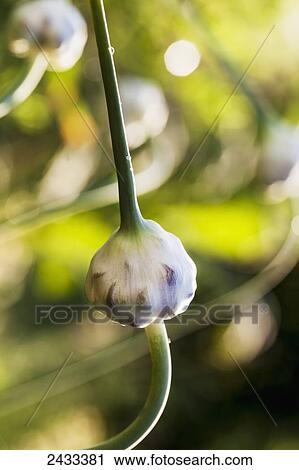 Garlic flowerbud or scape; Toronto, Ontario, Canada View Large Photo Image Stock Image - Garlic flowerbud or scape; Toronto, Ontario, Canada. Fotosearch