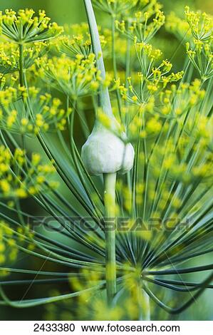 Garlic flowerbuds or scapes; Toronto, Ontario, Canada View Large Photo Image Stock Image - Garlic flowerbuds or scapes; Toronto, Ontario, Canada. Fotosearch