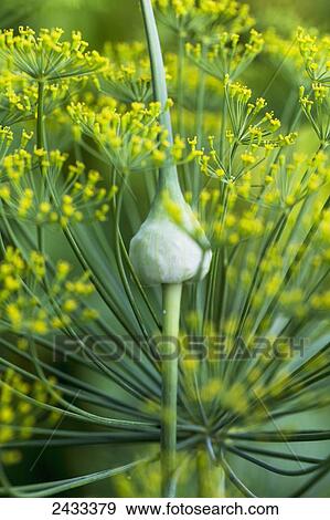 Stock Photo - Garlic flowerbuds or scapes; Toronto, Ontario, Canada. Fotosearch