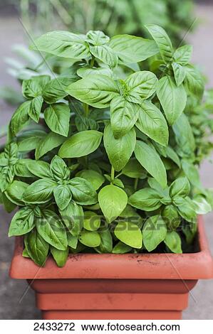 Genovese basil growing in a window box (Occium basilicum); Toronto, Ontario, Canada View Large Photo Image Stock Image - Genovese basil growing in a window box (Occium basilicum); Toronto, Ontario, Canada. Fotosearch