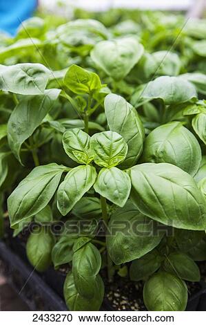 Stock Image - Genovese basil (Occium basilicum); Toronto, Ontario, Canada. Fotosearch