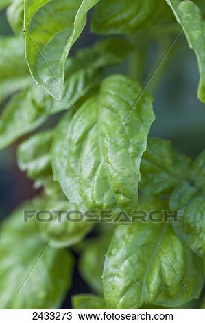 Genovese basil (Occium basilicum); Toronto, Ontario, Canada View Large Photo Image Stock Image - Genovese basil (Occium basilicum); Toronto, Ontario, Canada. Fotosearch