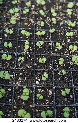 Picture - Genovese basil seedlings (Occium basilicum); Toronto, Ontario, Canada. Fotosearch