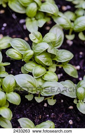 Stock Image - Genovese basil seedlings (Occium basilicum); Toronto, Ontario, Canada. Fotosearch