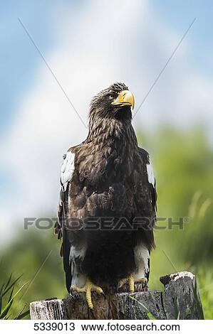 Golden Eagle, Assiniboine Park Zoo; Winnipeg, Manitoba, Canada View Large Photo Image Stock Image - Golden Eagle, Assiniboine Park Zoo; Winnipeg, Manitoba, Canada. Fotosearch