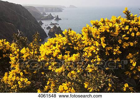 Gorse (Ulex) near Aber Mawr bay, looking South towards Trefin on Pembrokeshire Coast Path; Pembrokeshire, Wales View Large Photo Image Stock Photo - Gorse (Ulex) near Aber Mawr bay, looking South towards Trefin on Pembrokeshire Coast Path; Pembrokeshire, Wales. Fotosearch