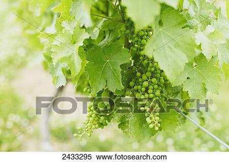 Stock Photography - Grapes growing on vines in vineyard; New York, United States of America. Fotosearch