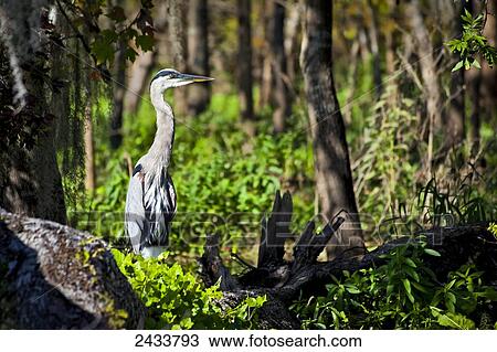 Stock Image - Great Blue Heron (Ardea herodias), Blue Spring State Park; Orange City, Florida, United States of America. Fotosearch