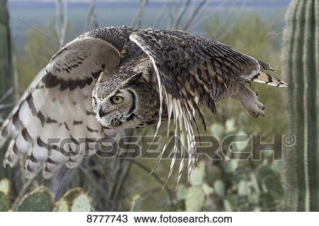 Great horned owl (bubo virginianus); Sonoran desert; Arizona, United States of America View Large Photo Image Stock Image - Great horned owl (bubo virginianus); Sonoran desert; Arizona, United States of America. Fotosearch