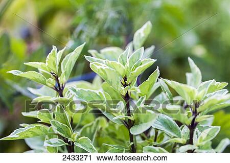 Green and white variegated leaves of Pesto Perpetuo Basil (Ocimum basilicum citriodorum 'Pesto Perpetuo'); Toronto, Ontario, Canada View Large Photo Image Stock Image - Green and white variegated leaves of Pesto Perpetuo Basil (Ocimum basilicum citriodorum 'Pesto Perpetuo'); Toronto, Ontario, Canada. Fotosearch