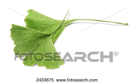 Stock Photography - Green fan shaped leaves on a white background. Fotosearch