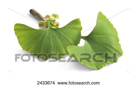 Green leaves with flower buds on a white background View Large Photo Image Picture - Green leaves with flower buds on a white background. Fotosearch