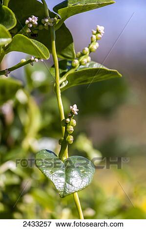 Green Malabar spinach (Basella alba, syn. Basella cordifolia); Toronto, Ontario, Canada View Large Photo Image Stock Photo - Green Malabar spinach (Basella alba, syn. Basella cordifolia); Toronto, Ontario, Canada. Fotosearch