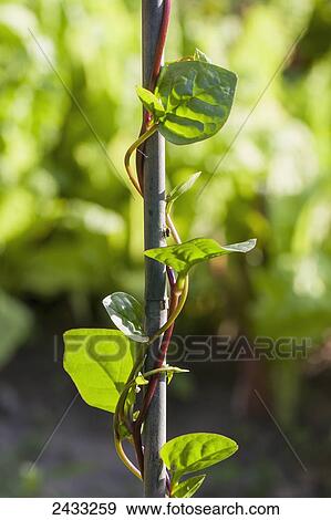 Stock Photo - Green Malabar spinach (Basella alba, syn. Basella cordifolia); Toronto, Ontario, Canada. Fotosearch