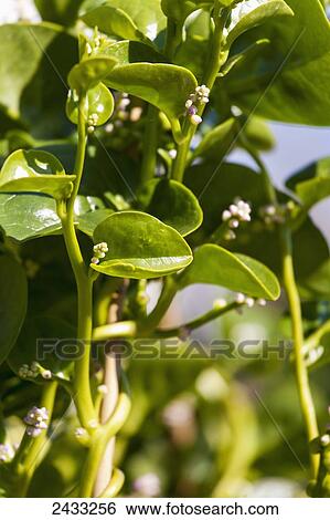 Green Malabar spinach (Basella alba, syn. Basella cordifolia); Toronto, Ontario, Canada View Large Photo Image Stock Photograph - Green Malabar spinach (Basella alba, syn. Basella cordifolia); Toronto, Ontario, Canada. Fotosearch