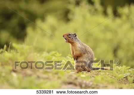 Stock Image - Ground squirrel calling; Kananaskis, Alberta, Canada. Fotosearch