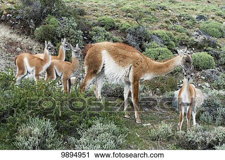Guanaco (Lama guanicoe), Torres del Paine National Park; Torres del Paine, Magallanes and Antartica Chilena Region, Chile View Large Photo Image Stock Image - Guanaco (Lama guanicoe), Torres del Paine National Park; Torres del Paine, Magallanes and Antartica Chilena Region, Chile. Fotosearch