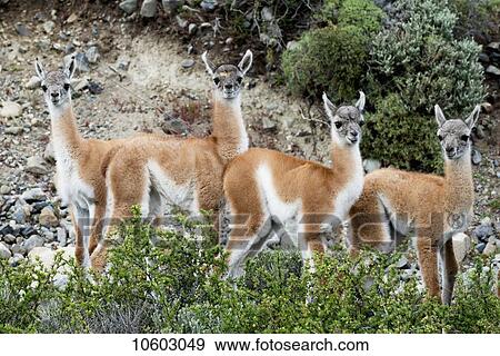 Stock Photo - Guanaco (Lama guanicoe), Torres del Paine National Park; Torres del Paine, Magallanes and Antartica Chilena Region, Chile. Fotosearch
