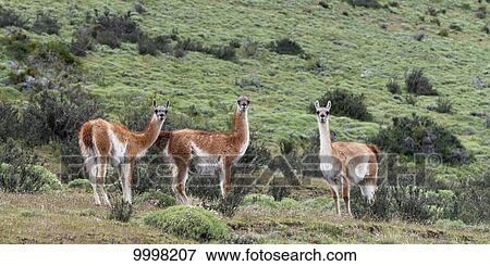 Guanaco (Lama guanicoe), Torres del Paine National Park; Torres del Paine, Magallanes and Antartica Chilena Region, Chile View Large Photo Image Stock Photo - Guanaco (Lama guanicoe), Torres del Paine National Park; Torres del Paine, Magallanes and Antartica Chilena Region, Chile. Fotosearch