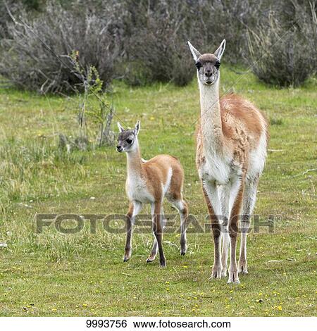 Stock Photograph - Guanaco (Lama guanicoe), Torres del Paine National Park; Torres del Paine, Magallanes and Antartica Chilena Region, Chile. Fotosearch