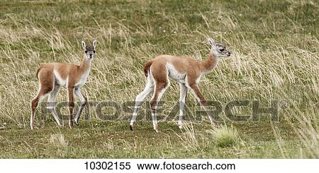 Stock Photography - Guanaco (Lama guanicoe), Torres del Paine National Park; Torres del Paine, Magallanes and Antartica Chilena Region, Chile. Fotosearch