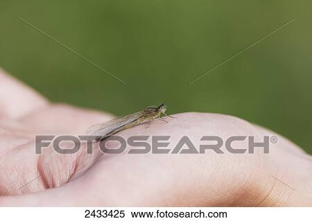 Stock Photography - Hand holding a damselfly in summertime; Palmer, Alaska, United States of America. Fotosearch