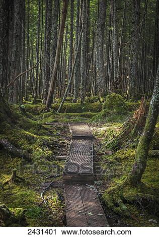 Haystack boardwalk trail through the rainforest oustide of Cordova, Southcentral Alaska; Alaska, United States of America View Large Photo Image Stock Image - Haystack boardwalk trail through the rainforest oustide of Cordova, Southcentral Alaska; Alaska, United States of America. Fotosearch