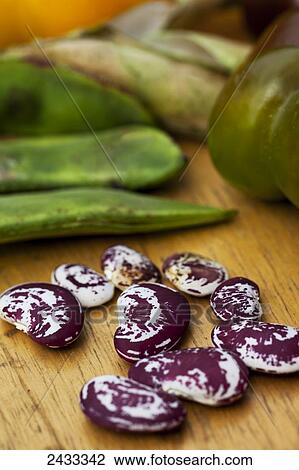 Stock Image - Heirloom Christmas Lima beans with white with purple splashes and swirls; Brampton, Ontario, Canada. Fotosearch