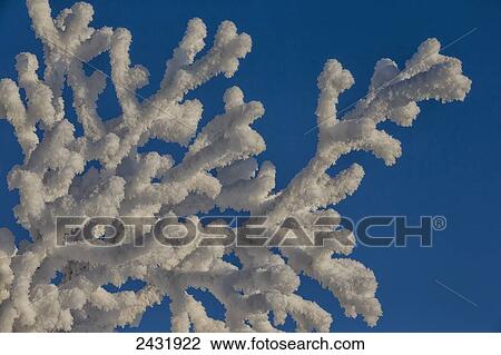 Hoar frost covering a tree during a very cold day; Old Crow, Yukon, Canada View Large Photo Image Stock Image - Hoar frost covering a tree during a very cold day; Old Crow, Yukon, Canada. Fotosearch
