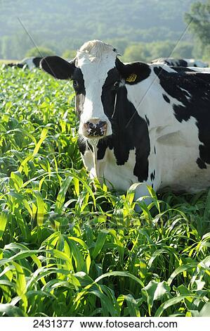 Holsteins in sorghum field; Wisconsin, United States of America View Large Photo Image Stock Photo - Holsteins in sorghum field; Wisconsin, United States of America. Fotosearch