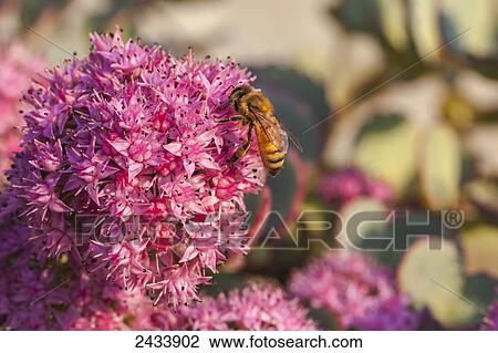 Honeybee on a dark pink Sedum flower (Apis mellifera); Toronto, Ontario, Canada View Large Photo Image Stock Image - Honeybee on a dark pink Sedum flower (Apis mellifera); Toronto, Ontario, Canada. Fotosearch
