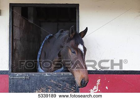 Horse (Equus ferus caballus) in a stable; Durham, England View Large Photo Image Stock Photo - Horse (Equus ferus caballus) in a stable; Durham, England. Fotosearch