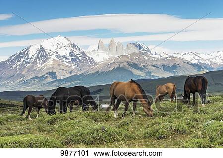 Horses grazing in a grass field, Torres del Paine National Park; Torres del Paine, Magallanes and Antartica Chilena Region, Chile View Large Photo Image Stock Image - Horses grazing in a grass field, Torres del Paine National Park; Torres del Paine, Magallanes and Antartica Chilena Region, Chile. Fotosearch