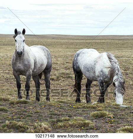 Horses grazing on grass and wildflowers in a field; Santa Cruz province, Argentina View Large Photo Image Stock Photo - Horses grazing on grass and wildflowers in a field; Santa Cruz province, Argentina. Fotosearch