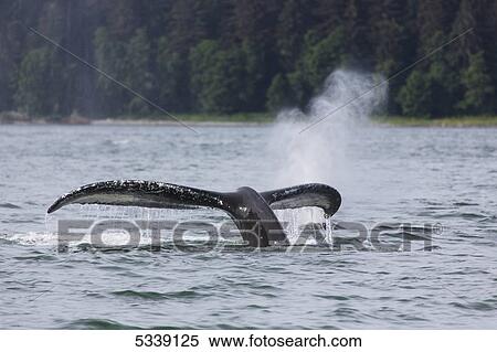 Stock Photography - Humpback Whale (Megaptera novaeangliae) lifting its fluke as it submerges into the waters of Lynn Canal, Southeast Alaska; Alaska, United States of America. Fotosearch