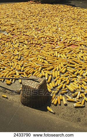 Hundreds of corn cobs laid out to dry in the sun beside the road; Magelang, Central Java, Indonesia View Large Photo Image Stock Image - Hundreds of corn cobs laid out to dry in the sun beside the road; Magelang, Central Java, Indonesia. Fotosearch